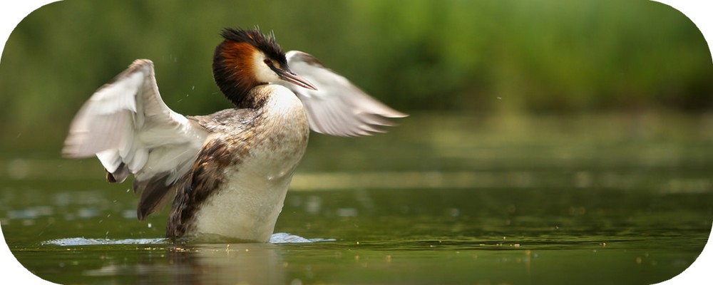 Lappentaucher KidsZoo