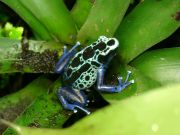 Der Schreckliche Pfeilgiftfrosch ist die giftigste Amphibie der Welt und eines der giftigsten Tiere überhaupt. Er lebt in Kolumbien, besitzt ein extrem starkes Nervengift in der Haut, das 10–20 Menschen töten kann, und bezieht dieses Gift aus seiner Nahrung.