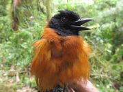 Der Zweifarbenpitohui ist einer der wenigen bekannten giftigen Vögel und gilt als der giftigste der Welt. Er lebt in den Regenwäldern Papua-Neuguineas und speichert das extrem starke Gift in Haut und Federn als Schutz vor Fressfeinden.