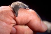 Die Etruskerspitzmaus gilt neben der Hummelfledermaus als das kleinste Säugetier der Welt. Mit nur 2–3 g Gewicht und ca. 5 cm Körperlänge (ohne Schwanz) ist sie ein extrem aktiver Insektenfresser im Mittelmeerraum. Aufgrund ihres extrem schnellen Stoffwechsels muss sie täglich etwa das 1,5-fache ihres Körpergewichts fressen. 