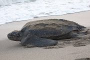 Die Lederschildkröte ist mit Geschwindigkeiten von bis zu 35 km/h im Wasser das schnellste Reptil der Welt. Sie ist die größte aller Meeresschildkröten, kann über 700 kg wiegen und ist in fast allen Weltmeeren verbreitet, wo sie sich hauptsächlich von Quallen ernährt.