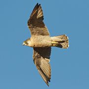 Der Wanderfalke ist das schnellste Tier der Welt: Im Sturzflug erreicht er über 300 km/h (bis etwa 320–340 km/h), im normalen Flug etwa 100–160 km/h.