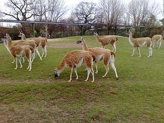 Guanako KidsZoo